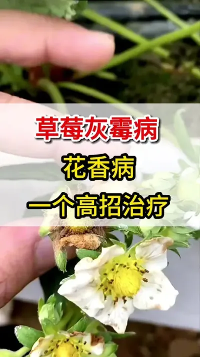 草莓灰霉病大爆发，教你一招解决不复发#抖音助农 #草莓种植 #三农 #灰霉病