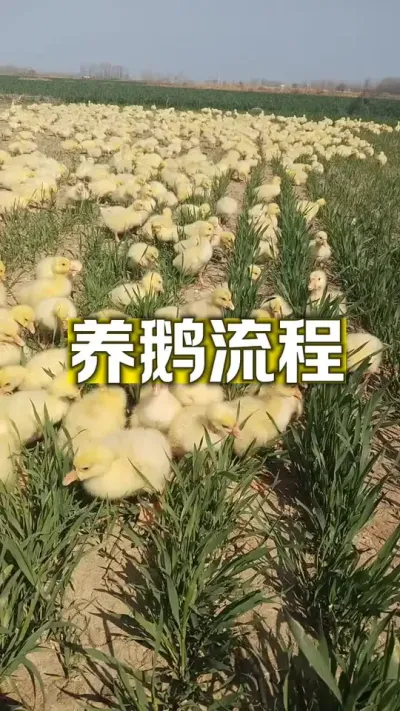 #养鹅技术分享 #养鹅人 #禽病技术指导 #科学养鹅