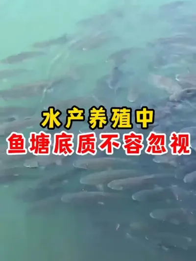 养殖鱼塘底质不能忽视 #水产养殖 #养鱼 #三农 #石斑鱼养殖技巧 #鱼虾蟹养殖