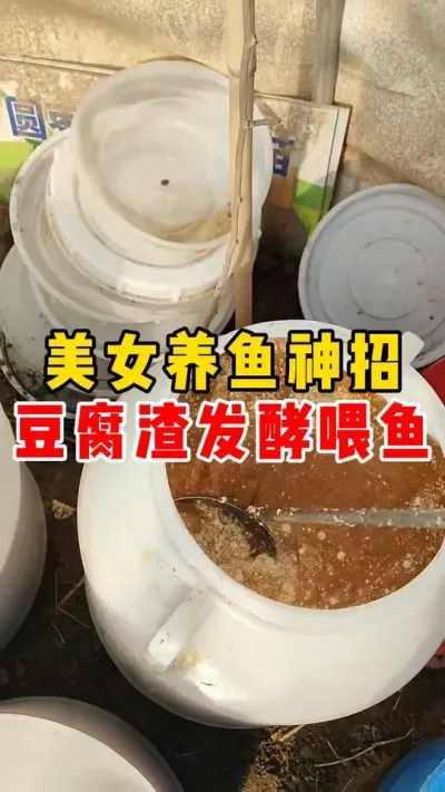 美女养鱼神招豆腐渣发酵喂鱼##水产养殖 #养鱼 #养鱼日记#养鱼养心 #养鱼技巧  @抖加🔥上热门🔥dou+🔥热点宝  @DOU+小助手 
