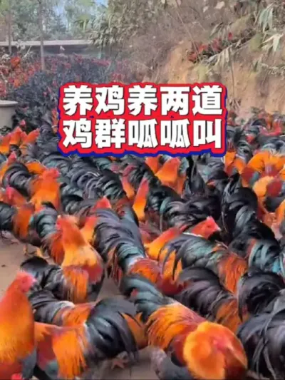 养鸡养好两道，养好鸡并不难#养鸡#鸡病防治#养鸡技术#科学养鸡#养鸡知识
