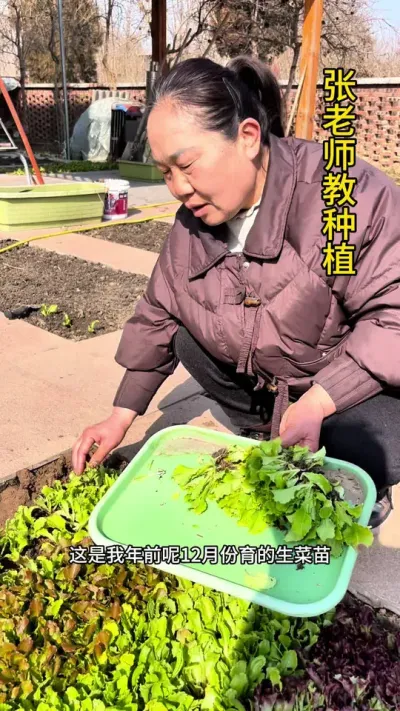 春天秋天都可以种植生菜，你们知道吗#每天分享蔬菜种植技巧 #关注我一起学种菜 #关注我每天分享种植知识 #蔬菜种植技术 #种菜小技巧