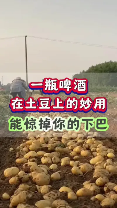 一瓶啤酒在土豆上的妙用惊掉你的下巴#土豆高产种植 #马铃薯种植#洋芋种植 #三农种植 #土豆种植
