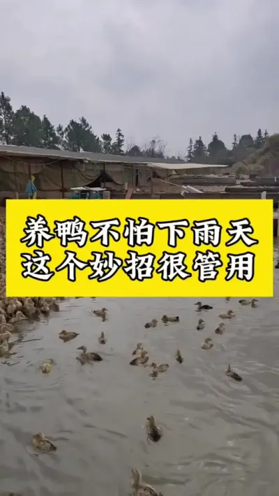 养鸭不怕下雨天，这个妙招很管用#肉鸭养殖 #养鸭人 #养殖技术交流 #科学养鸭 #养鸭流程