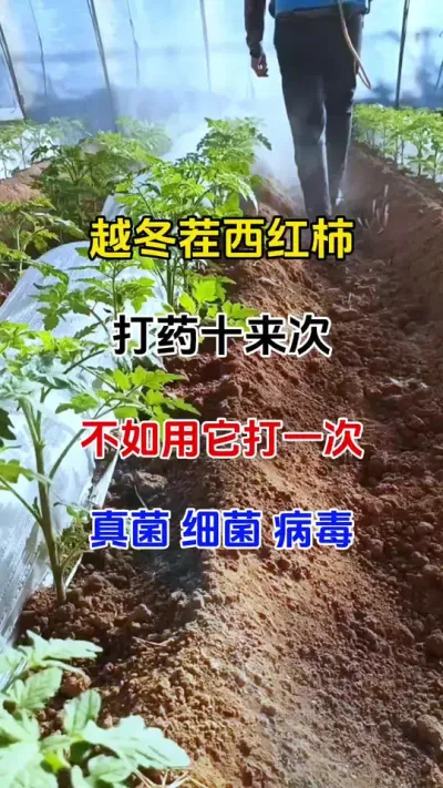 用它喷一喷真菌，细菌，病毒，通通防治，再也不用找五花八门的药剂了#万能杀菌剂 #番茄种植 #三农种植
