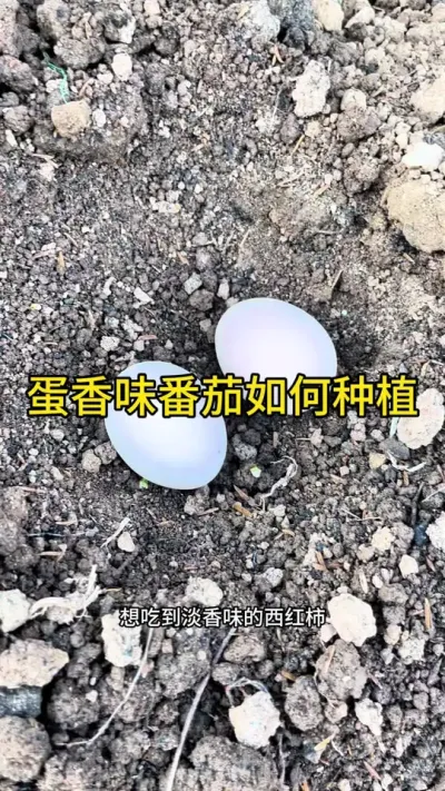 蛋香味番茄如何种植#关注我一起学种菜 #每天分享蔬菜种植技巧 #关注我每天分享种植知识 #种植小技巧