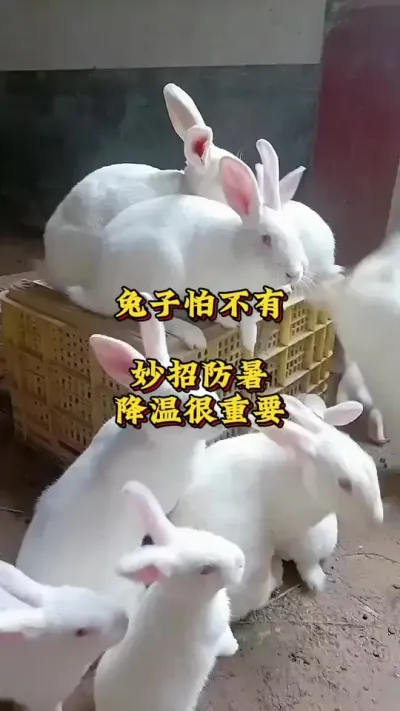 兔子怕热有妙招，防暑降温很重要 #兔子 #养兔人 #肉兔养殖 #养兔技术交流中心