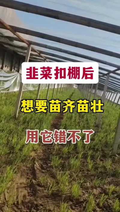 韭菜扣棚后，想要苗齐苗壮，用它错不了。#韭菜种植 #韭菜管理 #韭菜大棚 #韭菜种植管理 #蔬菜种植技术