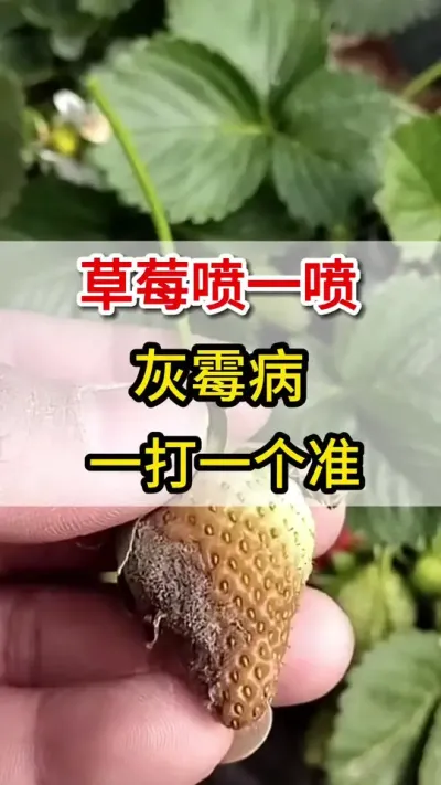 草莓灰霉病大爆发，教你一个高招彻底根治不复发#灰霉病#三农#草莓