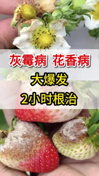 灰霉病大爆发，教你一招#草莓🍓 #抖音助农 #灰霉病#三农