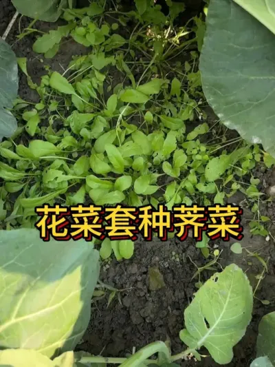 花菜地里套种荠菜 荠菜可以说是套种王，它适合和大蒜，胡萝卜等蔬菜一起套种#种植小技巧 #套种 #阳台种菜 #我爱种菜 #楼顶菜园