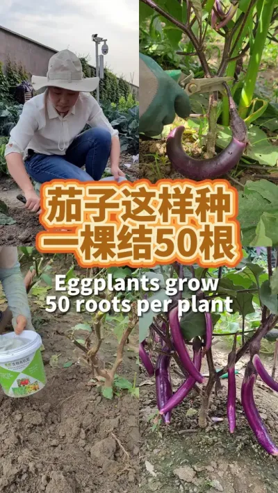 如何种茄子的方法 茄子这样种，一棵上面结50棵#我的小菜园 #茄子种植 #阳台种菜 #我爱种菜 #关注我一起学种菜