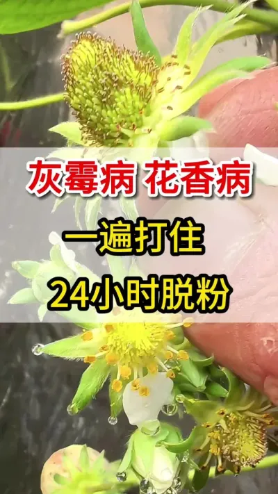 草莓灰霉病，花香病，教你一个方法搞定它#灰霉病#三农#草莓种植