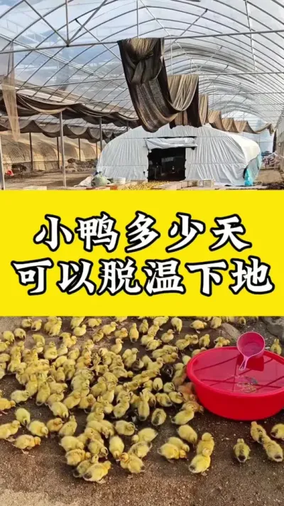 小鸭多少天，可以脱温下地#每天分享养殖技术和经验 #鸭子的养殖方法 #禽病技术指导 #养鸭人 #疾病预防