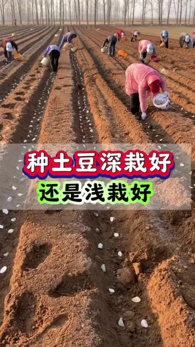 种土豆深栽好还是浅栽好#土豆种植 #洋芋种植#马铃薯种植 #土豆高产种植 #三农种植