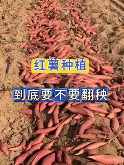 红薯要不要翻秧 红薯翻秧翻的好，高产肯定跑不了！#红薯种植#红薯管理 #红薯 #红薯高产 #红薯高产管理