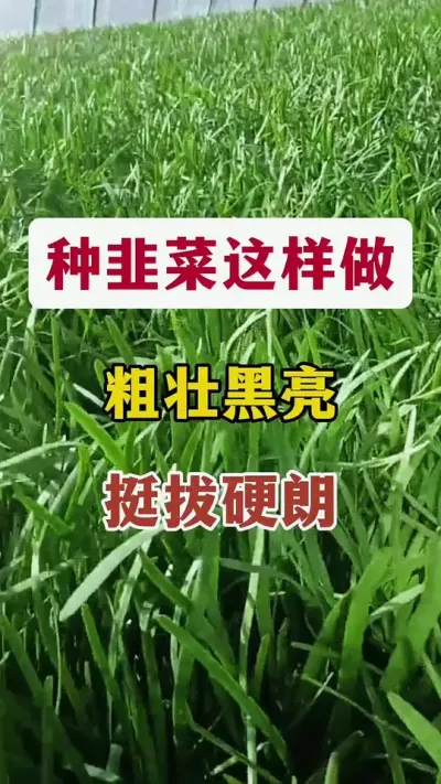 种韭菜这样做，粗壮黑亮，挺拔硬朗。#韭菜种植 #韭菜变粗的秘诀 #韭菜施什么肥根粗 #韭菜管理 #韭菜高产