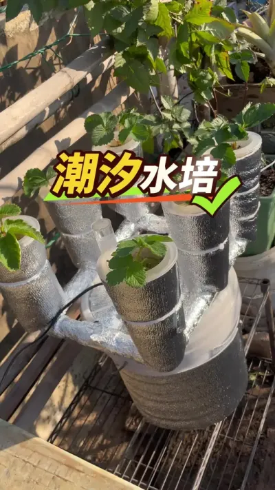 水培草莓你值得拥有 #水培植物能有多简单 #水培植物 #水培草莓 #我的阳台小花园