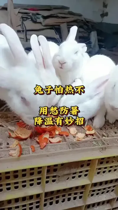 兔子怕热不用愁，防暑降温有妙招 #养兔技术  #新手养兔  #养兔人  #兔子