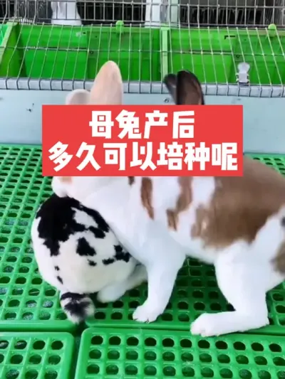 母兔产后多久可以再次培种呢？ #兔子#三农#养殖#养兔子
