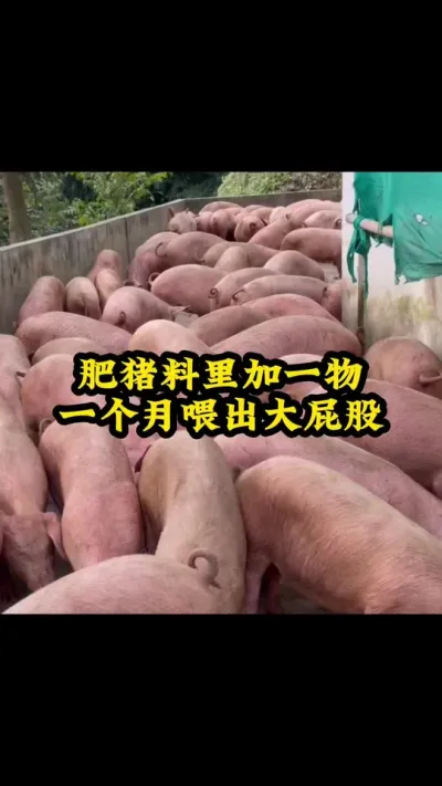 #猪喂什么饲料长得最快 #服务三农支持三农 #所有养猪人 #农村养猪专业户 #每天分享实战养猪经验