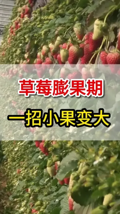 教你一个高招，草莓快速膨大#膨果