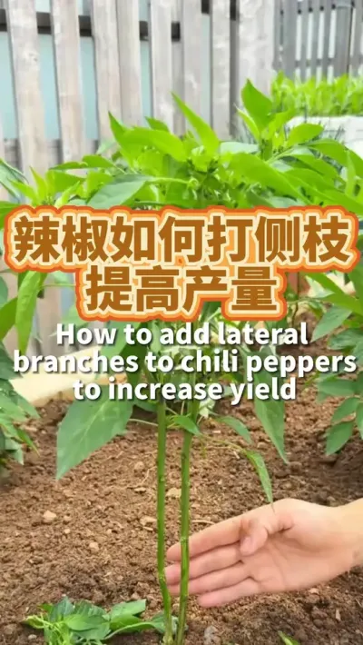 辣椒如何打侧枝提高产量 辣椒开第一朵花，要把第一朵花以下的侧枝全部给它去干净，这样辣椒结得多采收周期长#我爱种菜  #种植小技巧  #阳台种植  #辣椒种植  #种菜小技巧