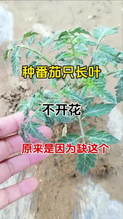 种番茄只长叶子，不开花，开花晚，落花落果，不用愁。原来是这个原因#促花肥 #磷酸二氢钾 #番茄种植