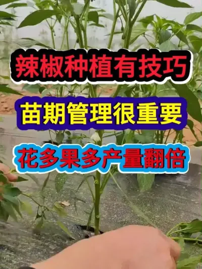 辣椒种植有技巧苗期管理很重要花多果多产量翻倍 #辣椒种植 #种植小技巧 #农业种植 #分享农业知识帮农民增产增收 #服务三农支持三农