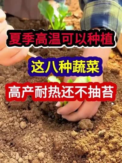 夏季高温可以种植的这八种蔬菜高产耐热还不抽苔 #蔬菜种植 #农业种植 #种植小技巧 #三农 #分享农业知识帮农民增产增收