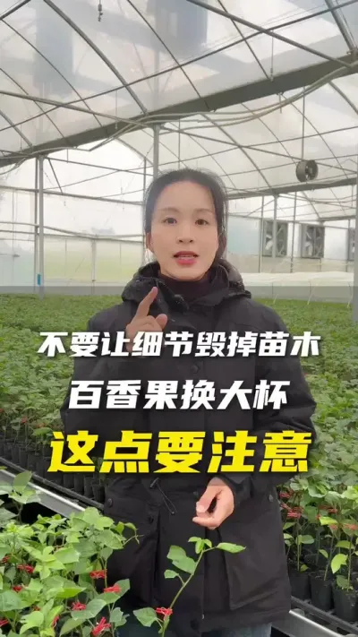 百香果苗换大杯了的果友们，这个要注意哦！#百香果 #百香果种植技术 #抖音助农
