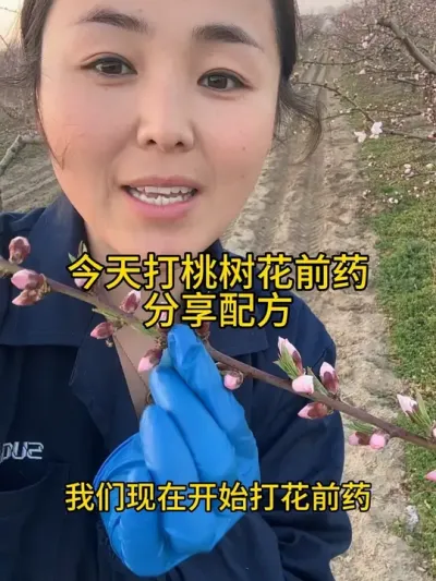 桃树花前配方 俺家今天打花前药了，配方分享给大家参考一下#分享农业知识帮农民增产增收 #传播农业小知识 #自家果园 #农业种植技术