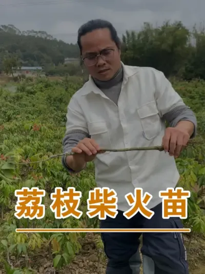 回去煮荔枝木柴火饭了#广西灵山荔枝果苗#农业创业#抖音新农人计划2025#吕老师种果苗