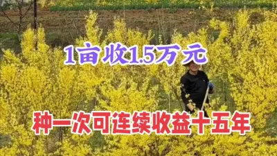 农村致富种植，1亩收入1.5万，种1次连续收益15年，荒山种 #农村致富好项目 #三农 #药材种植#连翘种植 #返乡创业