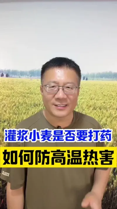 灌浆期小麦如何防高温热害干热风？  #小麦干热风 #分享农业知识帮农民增产增收 #小麦灌浆期管理 #小麦高产技术