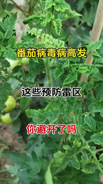 番茄病毒病防治最佳时间#每天分享农业小知识 #病毒病防治 #抖音助农 #助力三农