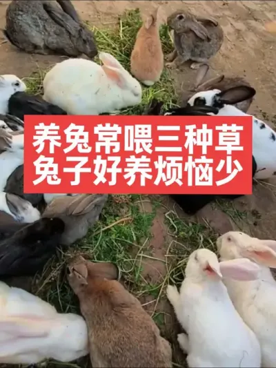 养兔常喂三种草，兔子好养烦恼少 #三农#养殖#兔子#养兔子#养兔人