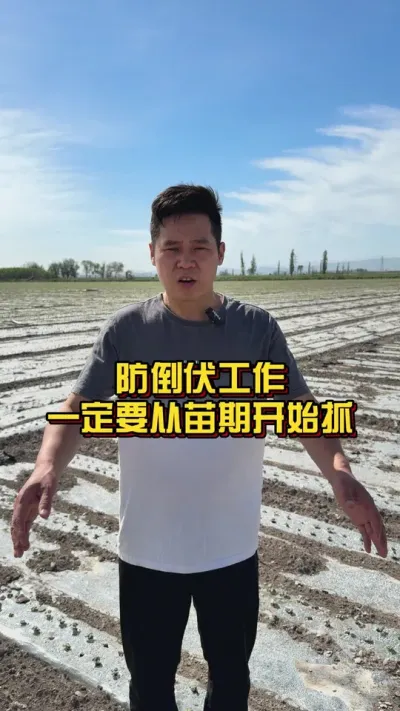 防倒伏工作一定要从苗期开始抓！ #棉花种植专家讲座 #棉花种植技术 #关注我每天分享种植知识 @抖音小助手