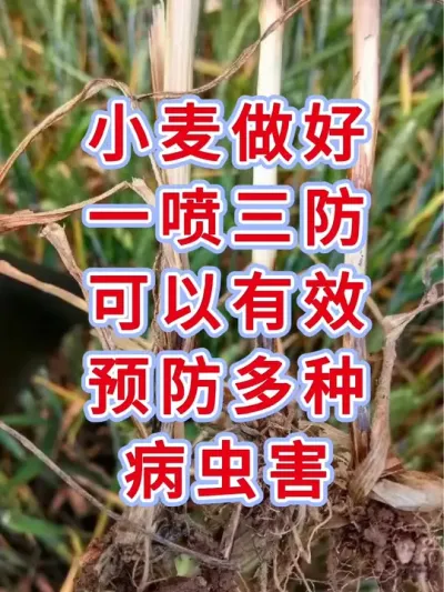 小麦管理 小麦一喷三防一定要做好#小麦种植#小麦管理#小麦#小麦种植管理技术 #一喷三防