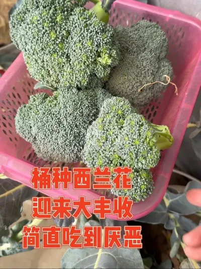用桶种的西兰花陆续成熟了，老公忍不住吐槽吃西兰花的噩梦又要开始了，但女主还一味的追求高产，在女主的精心照料下迎来了大丰收，感叹吃不完根本吃不完，老公直呼要对西兰花产生厌恶感#西兰花#西兰花种植 #种植