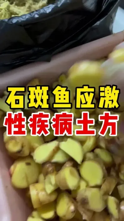 石斑鱼应激性疾病土方 #水产养殖 #养鱼日记 #石斑鱼养殖技巧 #石斑鱼 #水产养殖技术 @抖加🔥上热门🔥dou+🔥热点宝