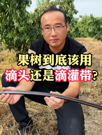 果树用滴灌带还是滴头，关键在树龄！ 当然还有地势、水质等情况，要充分考虑到#新农人计划2024 #农业种植 #果树管理 #柑橘种植 #滴灌带