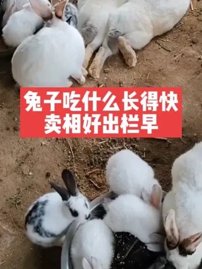 兔子吃什么长得快，卖相好，出栏早 #兔子#养殖#三农#养兔子