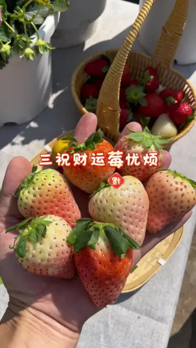 新年快乐！ #祝你新年无忧无虑 #记录我的种植生活 #盆栽草莓