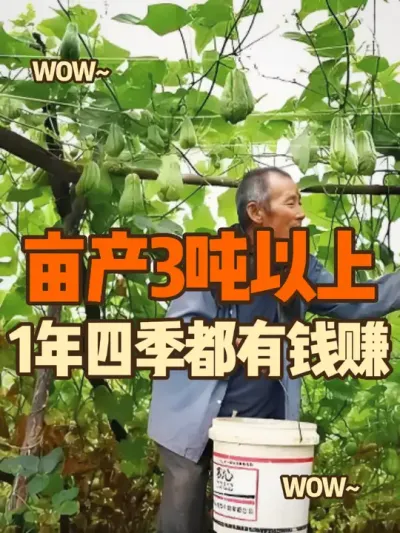 1年四季都有钱赚的种植，亩产3吨以上，亩产值高达3万元，收藏 #三农种植 #农业种植致富项目 #支持三农扶持三农发展 #佛手瓜种植 #抖音助农
