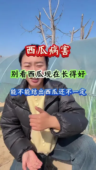 西瓜种植 西瓜病害防治 #西瓜种植 #西瓜管理 #西瓜高产 #病害防治