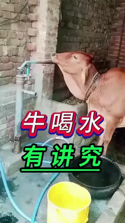 牛喝水有讲究#养牛人#新手养牛#养牛