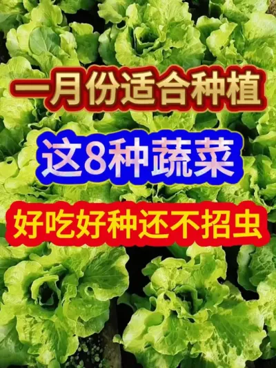 一月份适合种植这8种蔬菜好吃好种还不招虫 #蔬菜种植 #种植小技巧 #农业种植 #服务三农支持三农 #三农种植