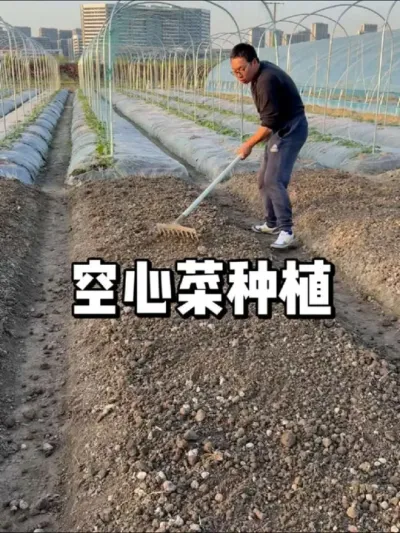 空心菜种植方法，空心菜什么时候种 #种植