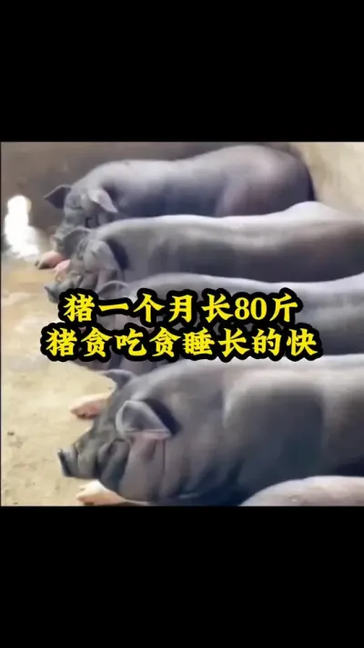 #所有养猪人 #猪喂什么饲料长得最快 #每天分享养殖技术和经验 #服务三农支持三农 #三农养猪